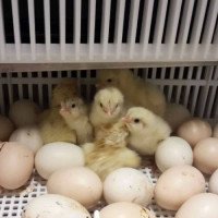 Orjinal Bresse Tavuk Civcivi Orjinal Bresse Tavuk Civcivi