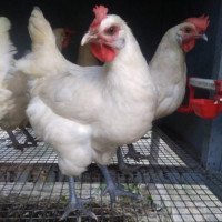 Orjinal Bresse Yarka Tavuk Orjinal Bresse Yarka Tavuk