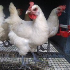 Orjinal Bresse Yarka Tavuk Orjinal Bresse Yarka Tavuk