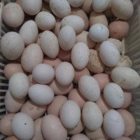 Orjinal  Bresse Kuluçkalık (Damızlık) Yumurta
